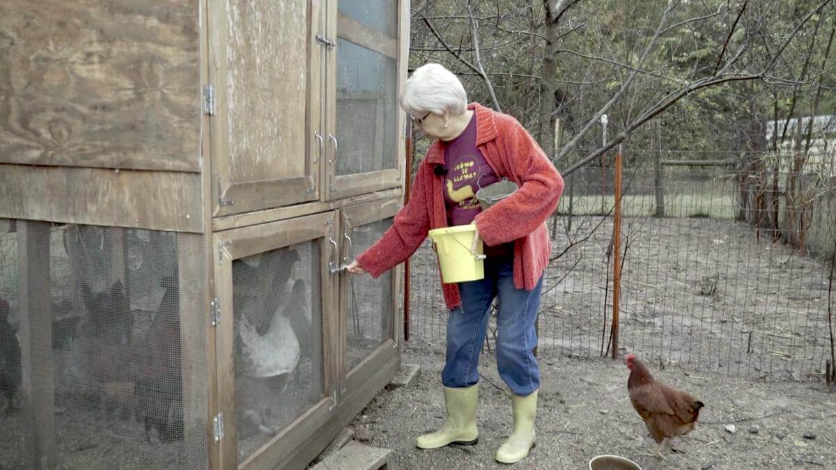 Rosemary McCombs Maxey feeding her chickens, Dustin, Oklahoma, 2015. Screenshot from Hearing the Call courtesy of Southern Spaces. Rosemary McCombs Maxey feeding her chickens, Dustin, Oklahoma, 2015. Screenshot from Hearing the Call courtesy of Southern Spaces.