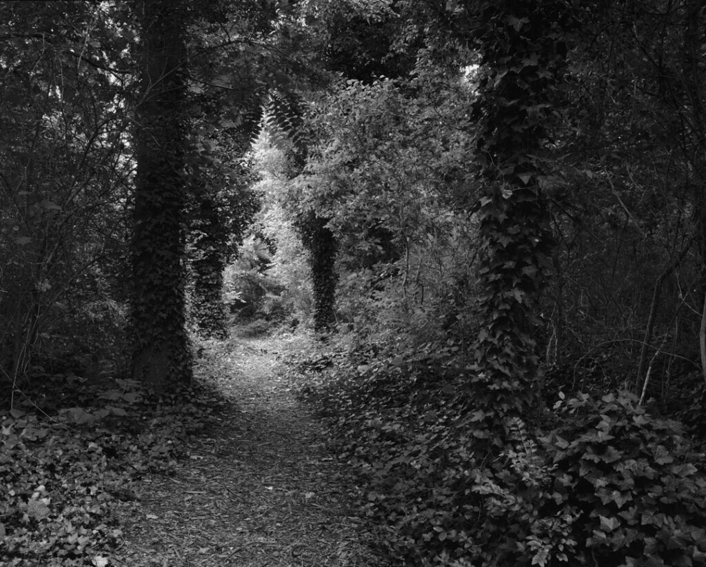 A bright patch of light shines through a series of crowded trees in a forest.